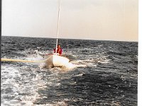 1986 Pugnochiuso 03