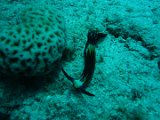 Nudibranco02