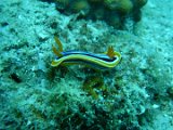 Nudibranco03